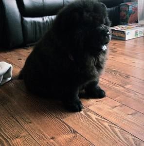 Meet your Posher, Penny